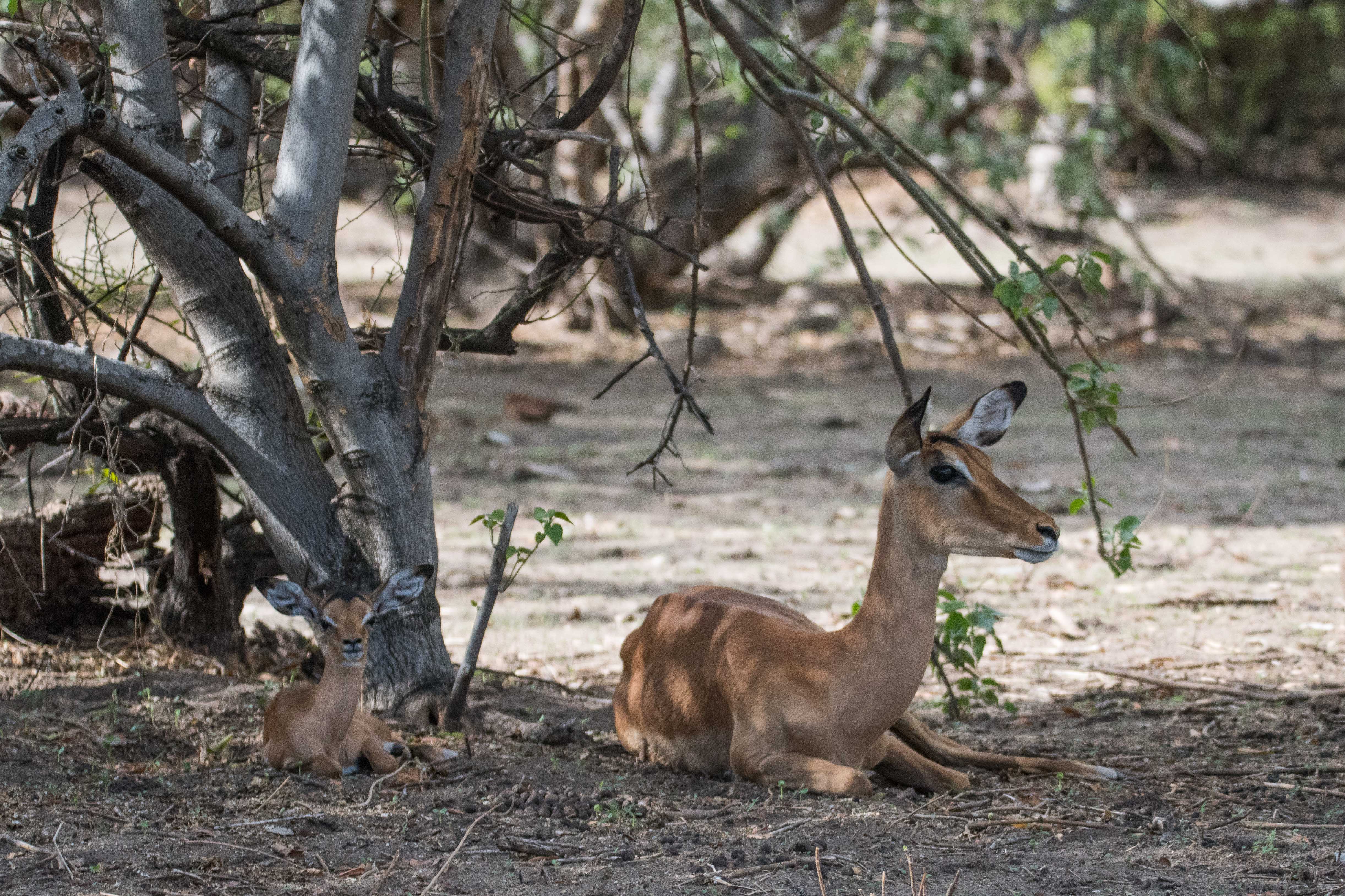 Impalas (Impala, Aepyceros melampus), femelle adulte et nouveau-né, Chobe National Park, Botswana.